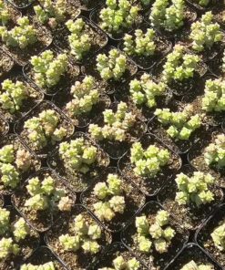 Crassula Tom Thumb | Crassula rupestris ssp. commutata | 2in pot