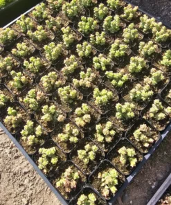 Crassula Tom Thumb | Crassula rupestris ssp. commutata | 2in pot
