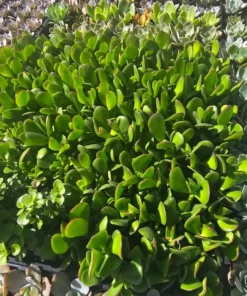 Crassula ovata | Jade Plant | 2in pot
