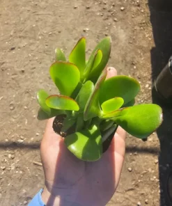 Crassula ovata | Jade Plant | 2in pot