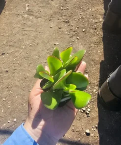 Crassula ovata | Jade Plant | 2in pot
