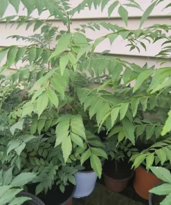 Curry Leaf Tree - Live Plant 5-9 Inch Tall - 4-Inch Pot - Edible Herb