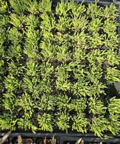 Dancing Bones | Hatiora Salicornioides | 2in pot