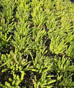 Dancing Bones | Hatiora Salicornioides | 2in pot