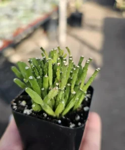 Dancing Bones | Hatiora Salicornioides | 2in pot