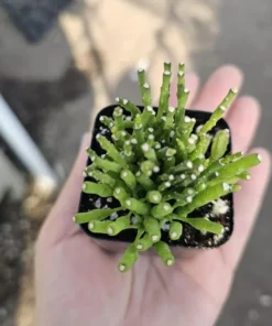 Dancing Bones | Hatiora Salicornioides | 2in pot