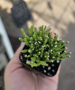 Dancing Bones | Hatiora Salicornioides | 2in pot