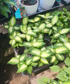 Dieffenbachia Camille 4in pot