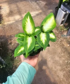 Dieffenbachia Camille 4in pot