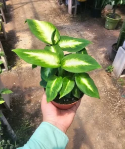 Dieffenbachia Camille 4in pot