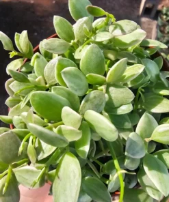 Dischidia Cascade | Variegated Dischidia oinatha | 4in pot | 2in pot