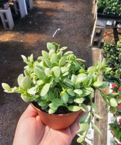 Dischidia Cascade | Variegated Dischidia oinatha | 4in pot | 2in pot