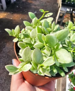 Dischidia Cascade | Variegated Dischidia oinatha | 4in pot | 2in pot