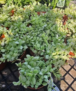 Dischidia Cascade | Variegated Dischidia oinatha | 4in pot | 2in pot