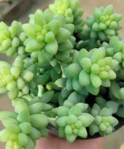 Donkey Tail | Trailing sedum | 4in pot