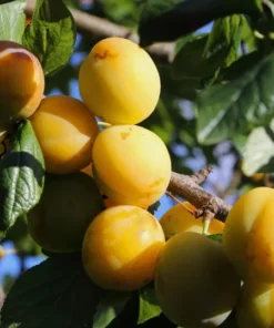 Dormant Golden Plum Tree 3-4 Ft | Hardy Fruit-Bearing Tree for Gardens and Landscaping
