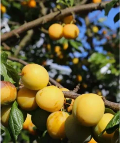Dormant Golden Plum Tree 3-4 Ft | Hardy Fruit-Bearing Tree for Gardens and Landscaping
