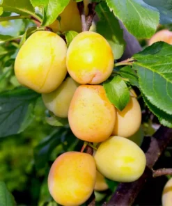 Dormant Golden Plum Tree 3-4 Ft | Hardy Fruit-Bearing Tree for Gardens and Landscaping