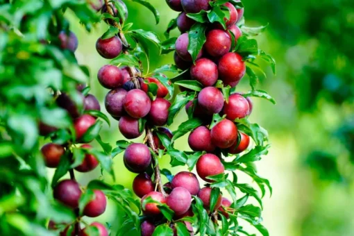 Dormant Satsuma Plum Tree 3-4FT | Hardy Fruit-Bearing Tree for Gardens and Landscaping