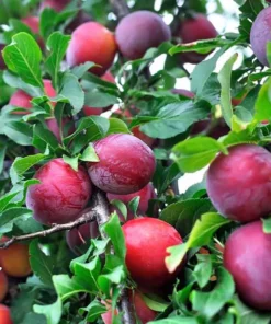 Dormant Satsuma Plum Tree 3-4FT | Hardy Fruit-Bearing Tree for Gardens and Landscaping