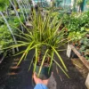 Dracaena Kiwi Cane | 6in pot | Dracaena marginata | Dracaena Bicolor Cane | Corn Plant