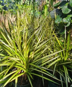 Dracaena Kiwi Cane | 6in pot | Dracaena marginata | Dracaena Bicolor Cane | Corn Plant