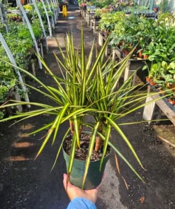 Dracaena Kiwi Cane | 6in pot | Dracaena marginata | Dracaena Bicolor Cane | Corn Plant