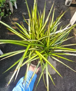 Dracaena Kiwi Cane | 6in pot | Dracaena marginata | Dracaena Bicolor Cane | Corn Plant