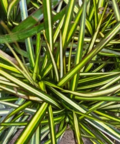 Dracaena Kiwi Cane | 6in pot | Dracaena marginata | Dracaena Bicolor Cane | Corn Plant