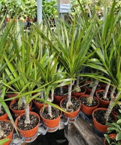 Dracaena Kiwi Cane | Dracaena Marginata Cane | 4in pot