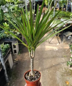 Dracaena Kiwi Cane | Dracaena Marginata Cane | 4in pot