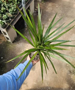 Dracaena Kiwi Cane | Dracaena Marginata Cane | 4in pot