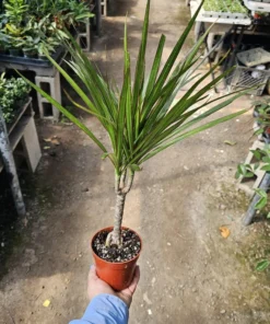 Dracaena Kiwi Cane | Dracaena Marginata Cane | 4in pot