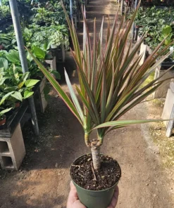 Dracaena marginata Bicolor Cane | Dracaena Bicolor Cane | Dracaena marginata | Dracaena Bicolor Cane | Corn Plant | 4in pot