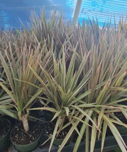 Dracaena marginata Bicolor Cane | Dracaena Bicolor Cane | Dracaena marginata | Dracaena Bicolor Cane | Corn Plant | 4in pot