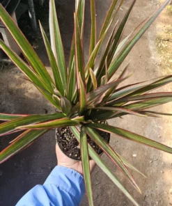 Dracaena marginata Bicolor Cane | Dracaena Bicolor Cane | Dracaena marginata | Dracaena Bicolor Cane | Corn Plant | 4in pot
