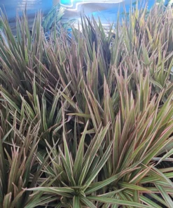 Dracaena marginata Bicolor Cane | Dracaena Bicolor Cane | Dracaena marginata | Dracaena Bicolor Cane | Corn Plant | 4in pot