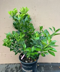 Dwarf Calamondin Grafted Citrus Tree 18 Inches Tall in 1-Gallon Pot