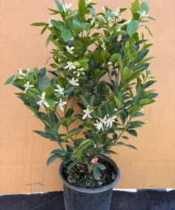 Dwarf Calamondin Grafted Citrus Tree 18 Inches Tall in 1-Gallon Pot