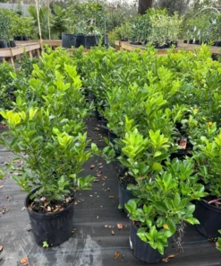Dwarf Calamondin Grafted Citrus Tree 18 Inches Tall in 1-Gallon Pot