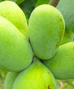Eastern Seedling Pawpaw Tree 12-18 Inch | Hardy Fruit Tree for Gardens
