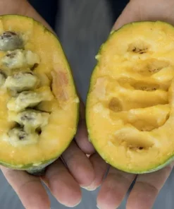 Eastern Seedling Pawpaw Tree 12-18 Inch | Hardy Fruit Tree for Gardens