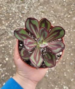 Echeveria nodulosa | Painted Echeveria| 4in pot