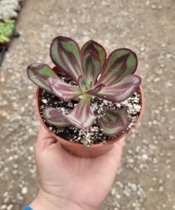 Echeveria nodulosa | Painted Echeveria| 4in pot