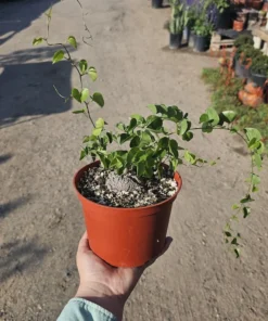 Elephant Foot Plant | 6 inch pot | Dioscorea Elephantipes | Live House Plant | Exotic Plant | Rare Plant