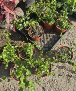 Elephant Foot Plant | 6 inch pot | Dioscorea Elephantipes | Live House Plant | Exotic Plant | Rare Plant