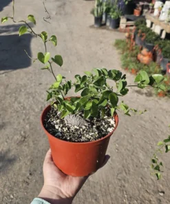 Elephant Foot Plant | 6 inch pot | Dioscorea Elephantipes | Live House Plant | Exotic Plant | Rare Plant