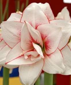 Elvas Amaryllis Set of 2 White and Red Large Flowering Bulbs for Indoor and Outdoor Decor