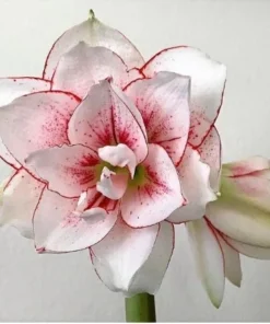 Elvas Amaryllis Set of 2 White and Red Large Flowering Bulbs for Indoor and Outdoor Decor