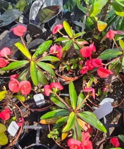 Euphorbia milii Floral Red | Pink Crown of Thorns | Euphorbia milii | 2in pot | 4in pot